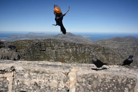 Table Mountain National Park