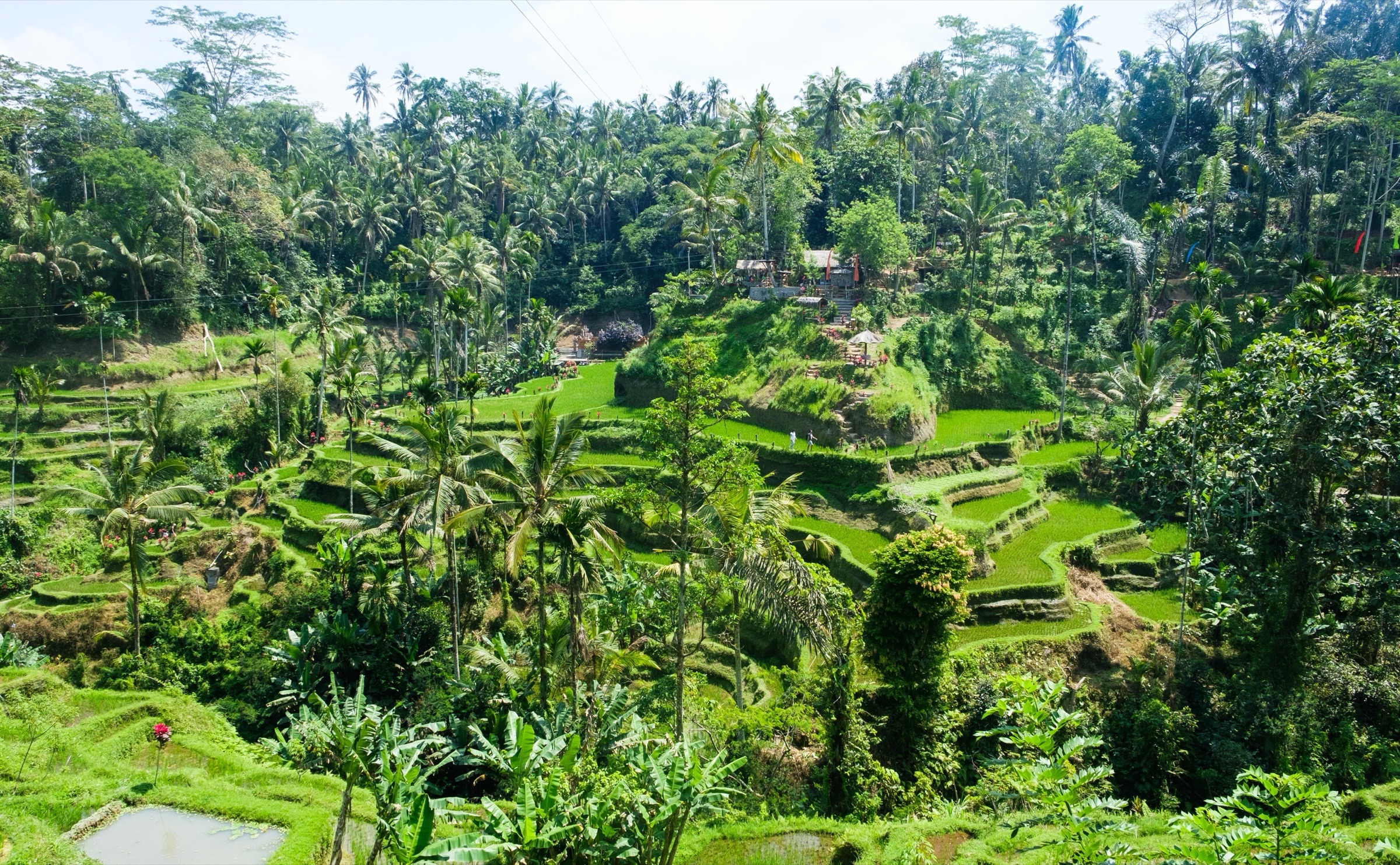 Green rice terraces in Bali.